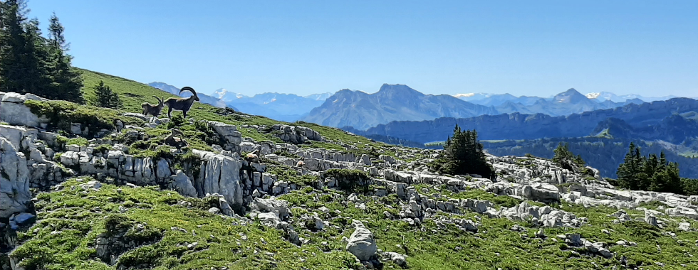 Sous-Dîne par Cheneviers