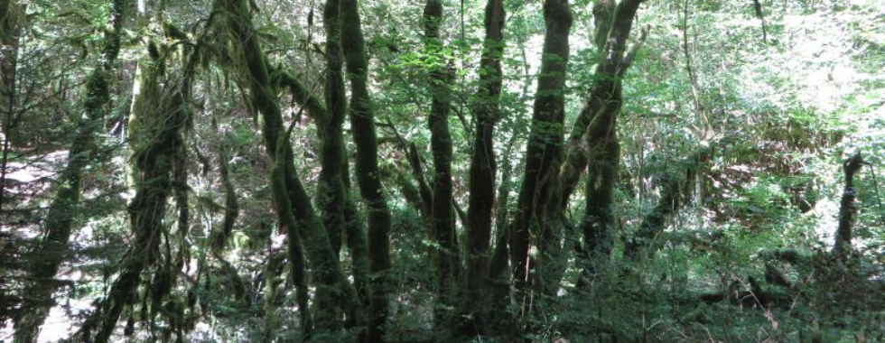 Cascades de la Brive