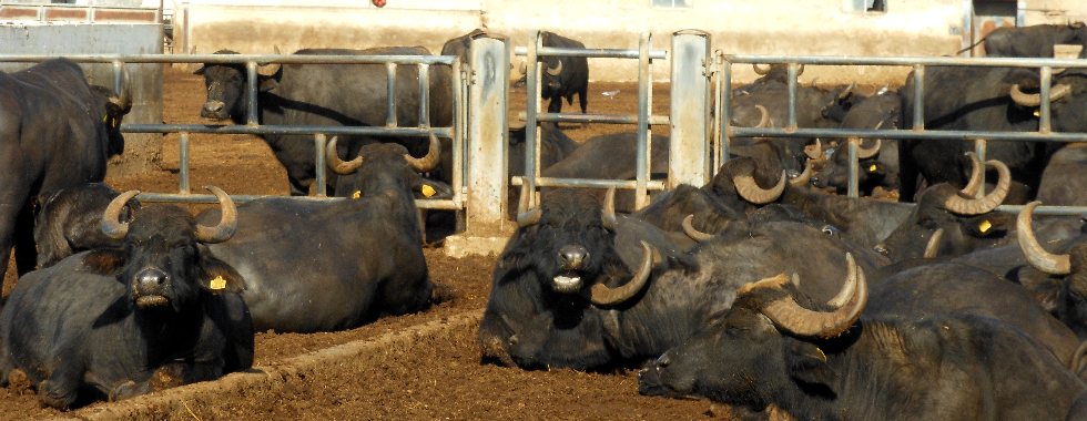 La via del latte - Outdoor 2024