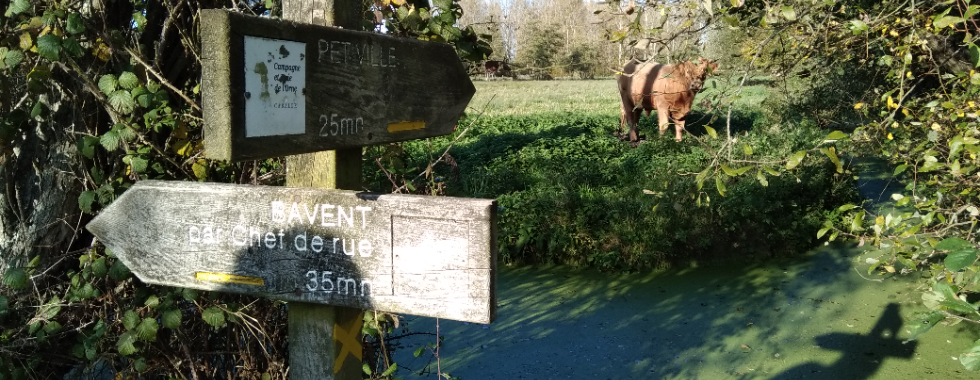 Bavent - Les bocages du pays d'Auge - MG