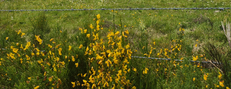 Chastel-Nouvel VTT 31 km