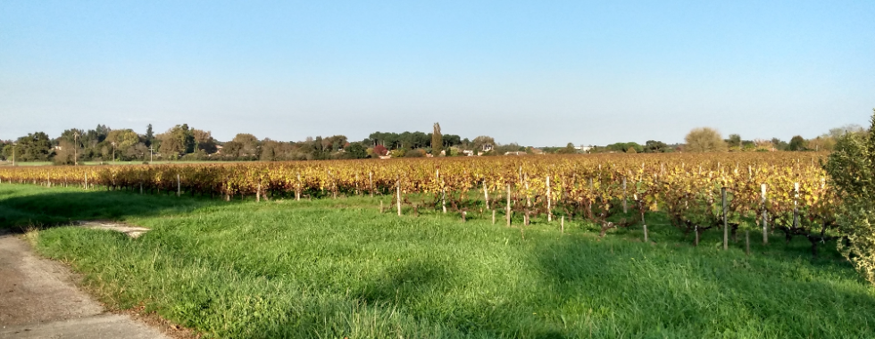 Promenade à travers les vignes du Haut-Médoc