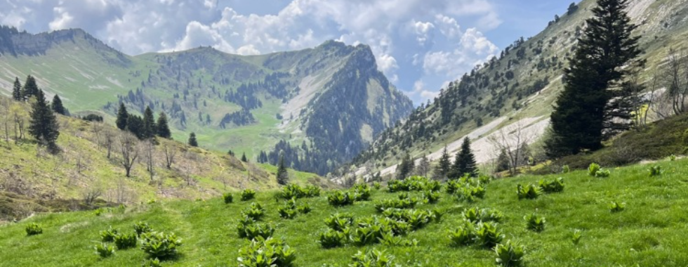 [Chartreuse] La Grande Sure