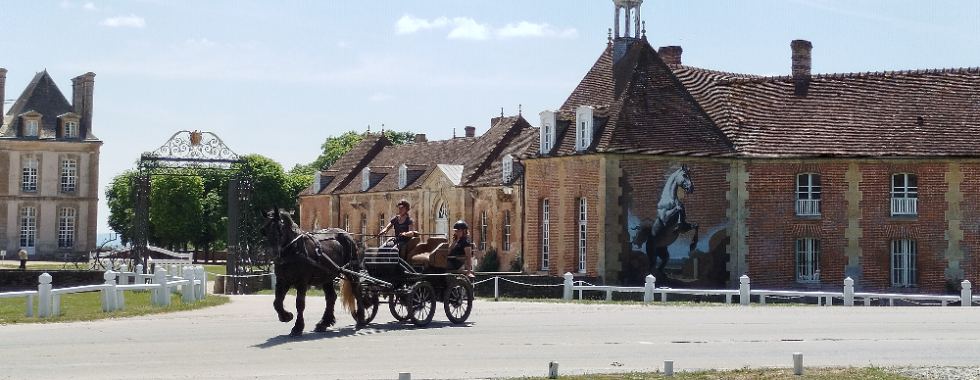 Le pin au haras - La pierre levée - MG