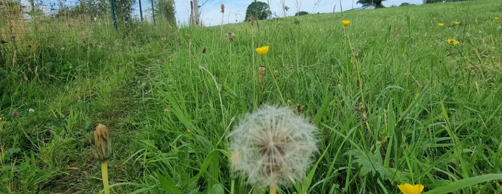 la sylvatienne 2025 20 km