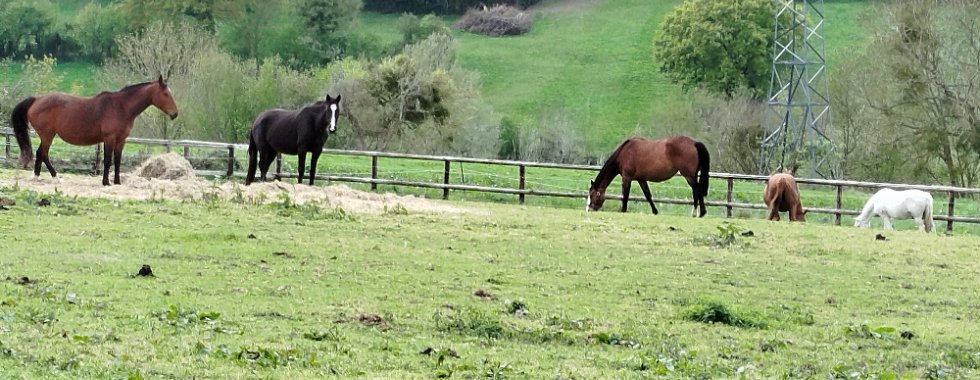Ecots - Quevrue - MG
