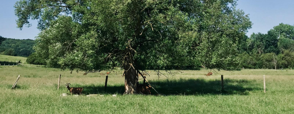 Une rando au fil de la Bièvre et de la Mérantaise
