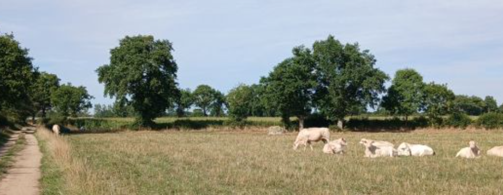 Parcours équestre Nueil-Les-Aubiers boucle 3