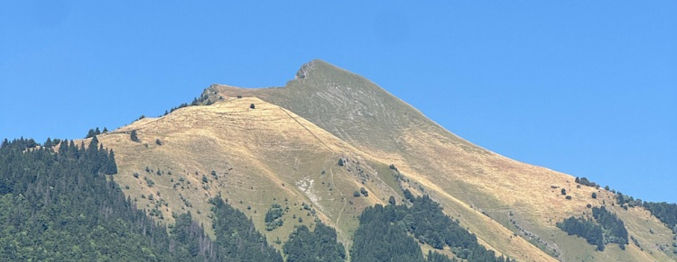 Morgins & co