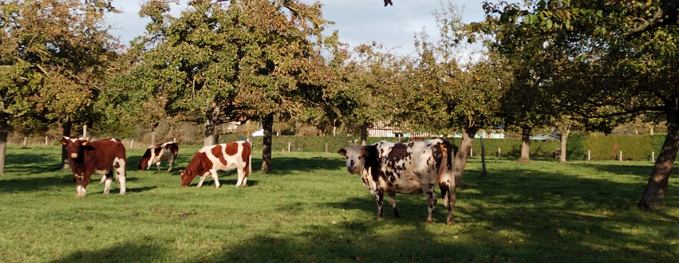 St Loup de Fribois - MG