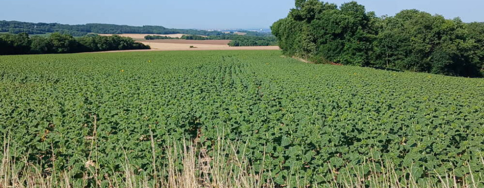 Sentier 26 // Les Frauds - La Prévôterie