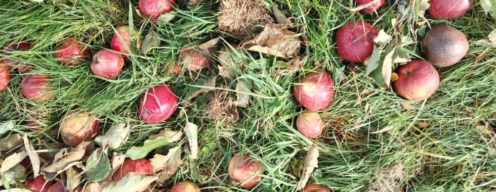 Trail du Billot - 11 km