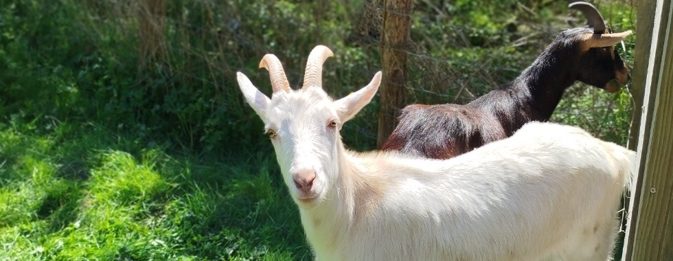 Trail du Billot - 6 km