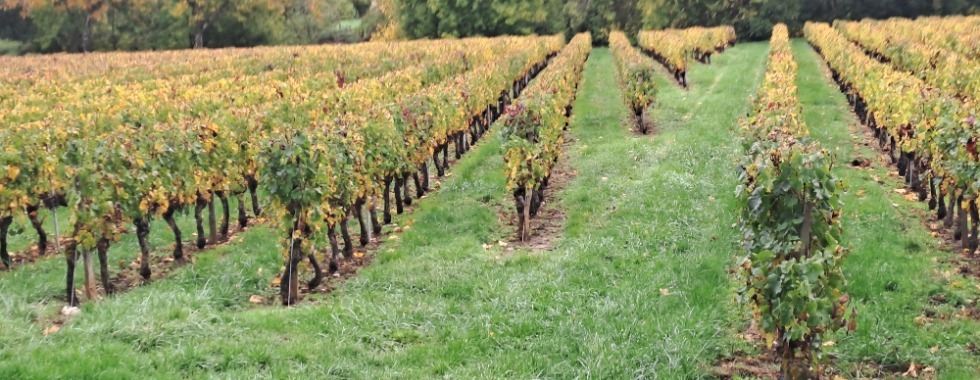 Brevet 100km "Vers les Vignes du Chasselas"