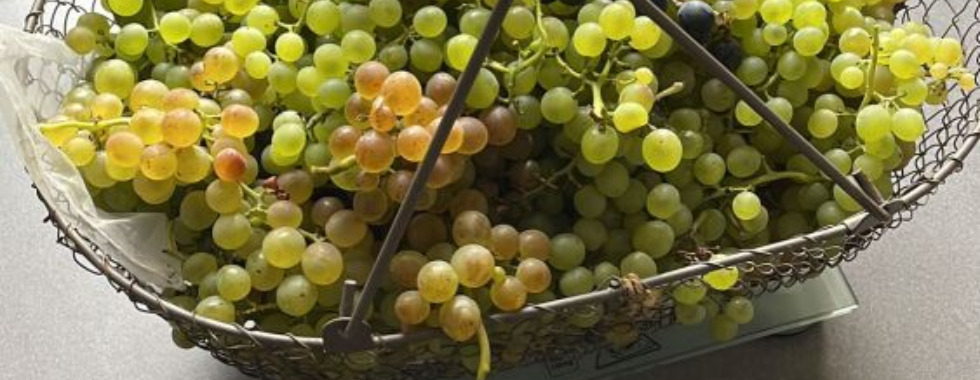 Entre Vallées, Garonne et Vergers