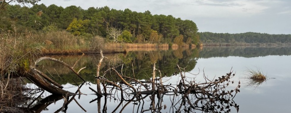 Etang de Cousseau depuis le Moutchic